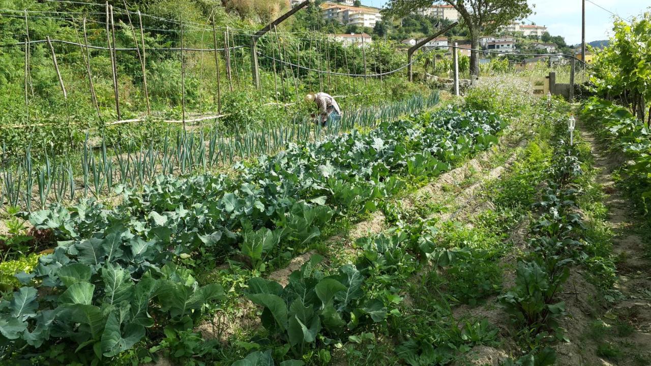 Verde Agua Agroturismo E Agricultura Biologica Couto Экстерьер фото